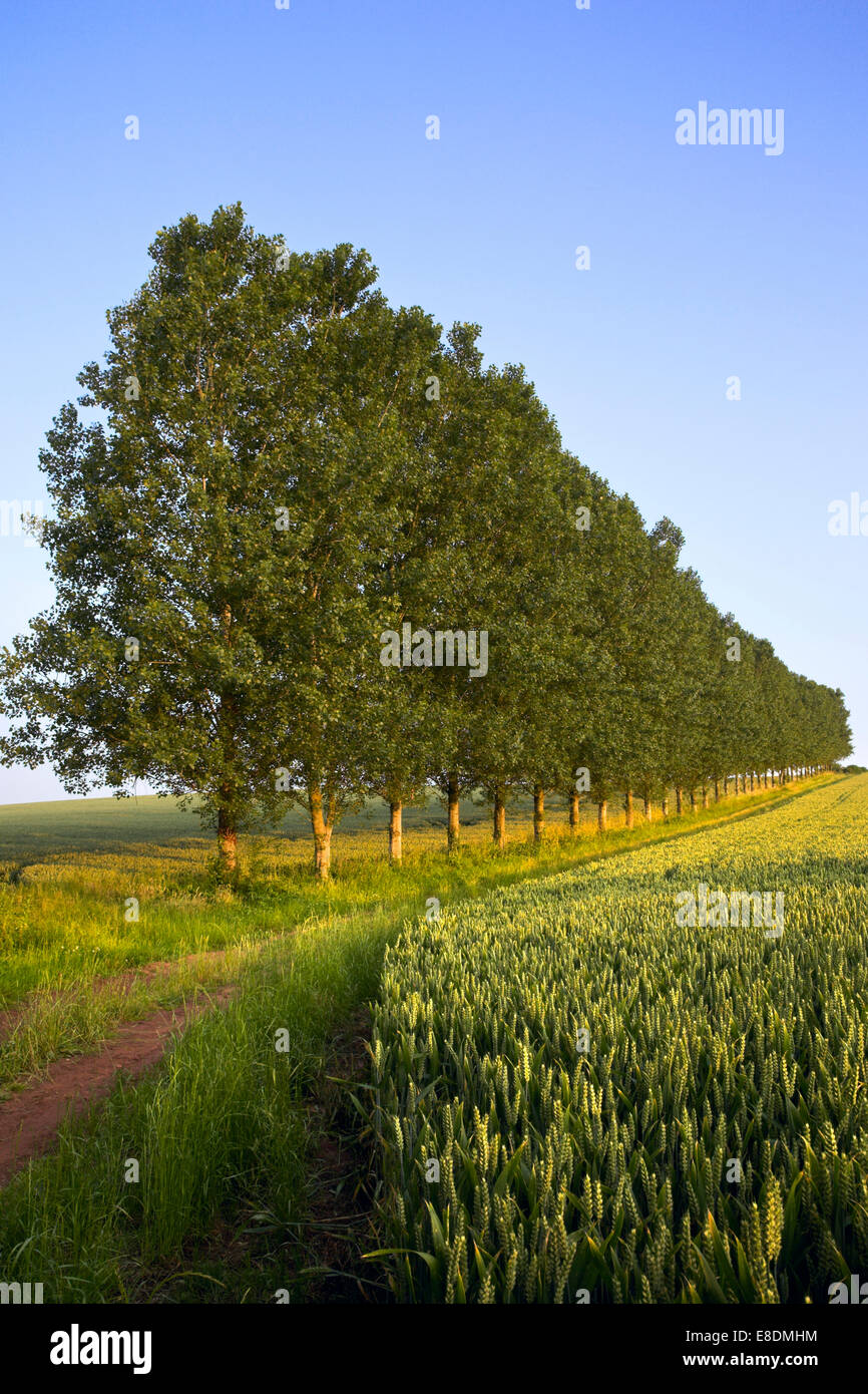 Une rangée de grands arbres au bord d'un champ de maïs. Banque D'Images Une rangée de grands arbres au bord d'un champ de maïs. Banque D'Images