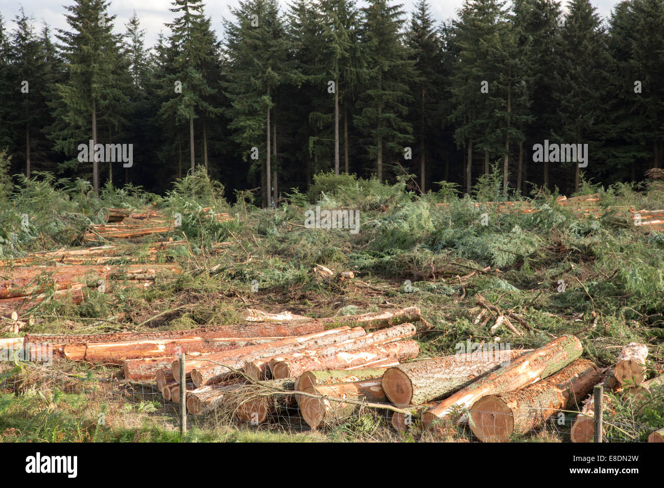 L'écartement des forêts de conifères, England, UK Banque D'Images