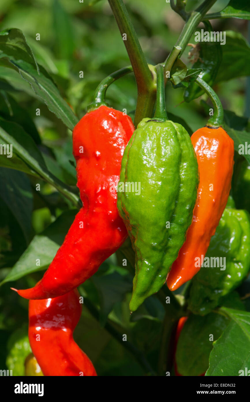 Bhut Jolokia piment (Capsicum chinense / frutescens) en pleine croissance. UK, 2014. Banque D'Images