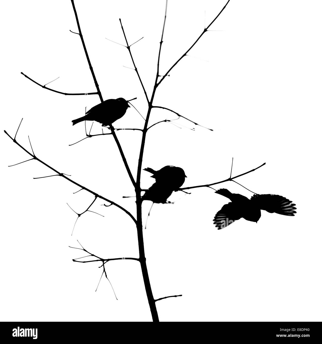 Les oiseaux. Photo minimaliste en noir et blanc de trois moineaux sur un petit arbre. Le forth est s'envoler. Fond blanc Banque D'Images