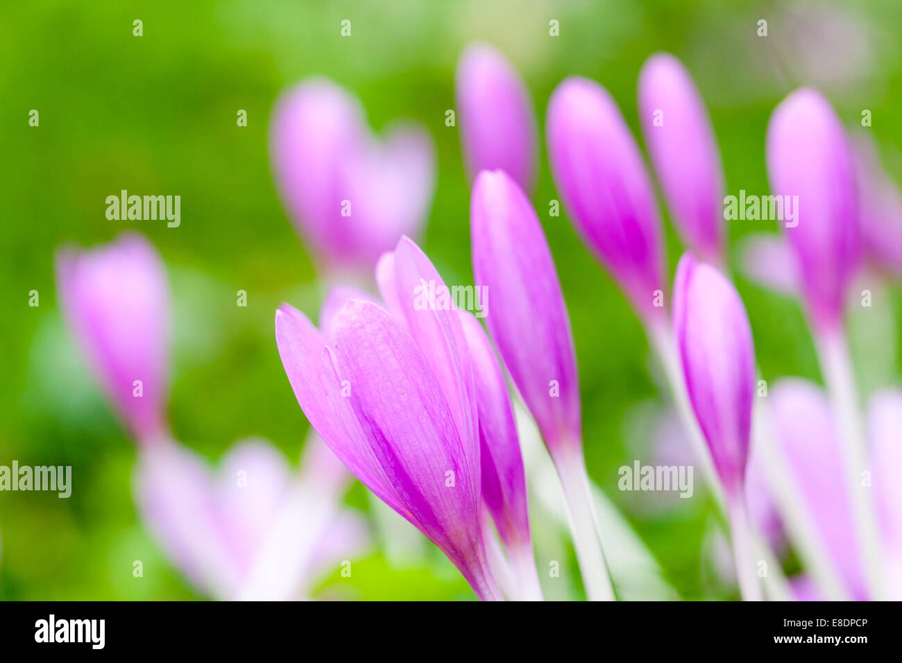 Crocus. Violet lumineux de fleurs de printemps sur pré vert. Macro photo avec selective focus Banque D'Images