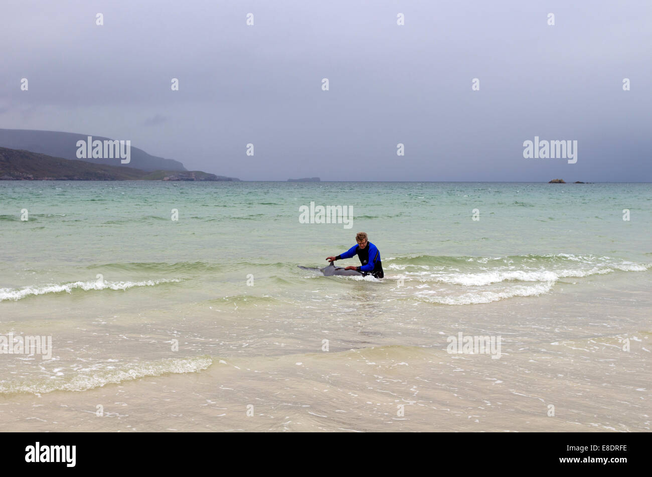 Sauveteur face à un dauphin échoué sur la plage de Balnakeil pendant un temps orageux, Faraid Head Durness, Sutherland, Scotland UK Banque D'Images