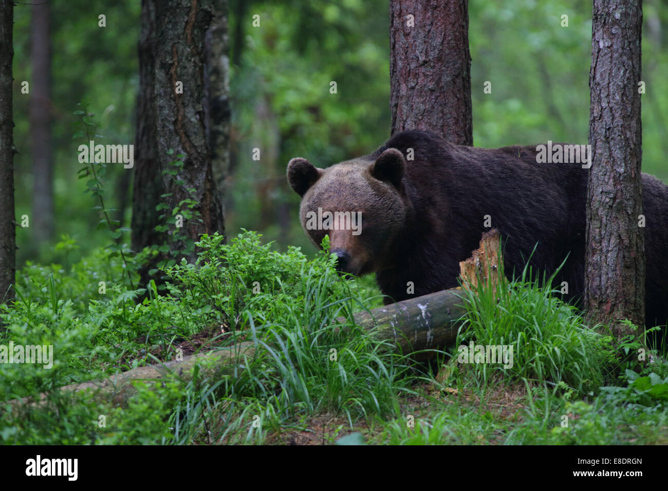 Ours brun (Ursus arctos) dans la forêt vierge. L'Europe, l'Estonie Banque D'Images