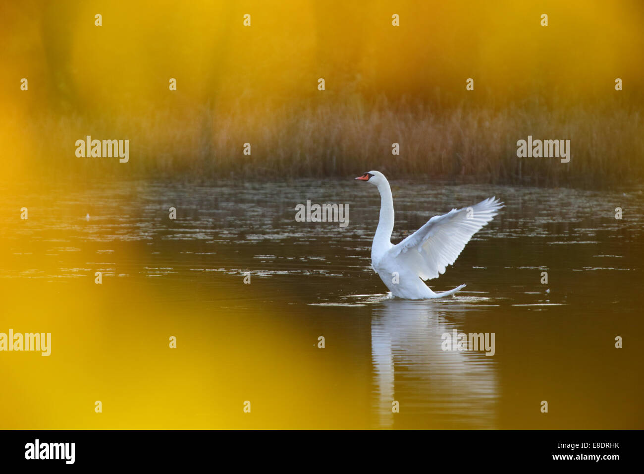 Mute swan (Cygnus olor) en automne doré, la natation. Banque D'Images