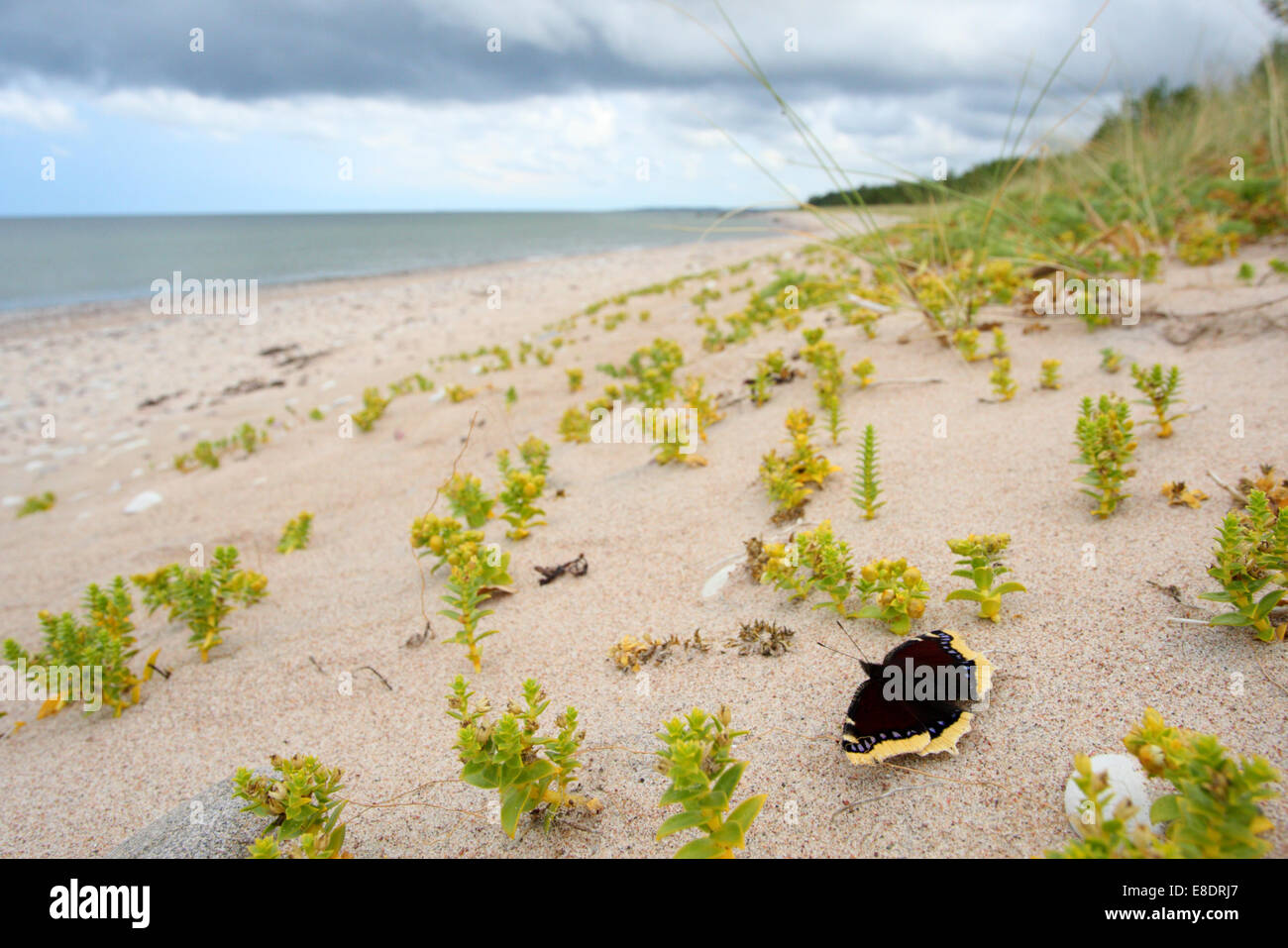 (Nymphalis antiopa Camberwell Beauty) et mer sandwort (Honckenya peploides) à la côte de l'île d'Hiiumaa, Estonie Banque D'Images