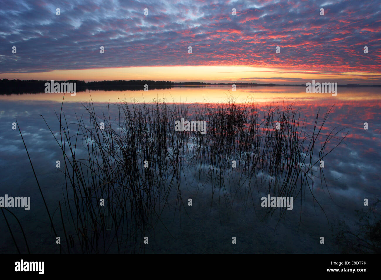 Ciel rougeoyant au lac Saadjärv au coucher du soleil. L'Estonie, Europe Banque D'Images