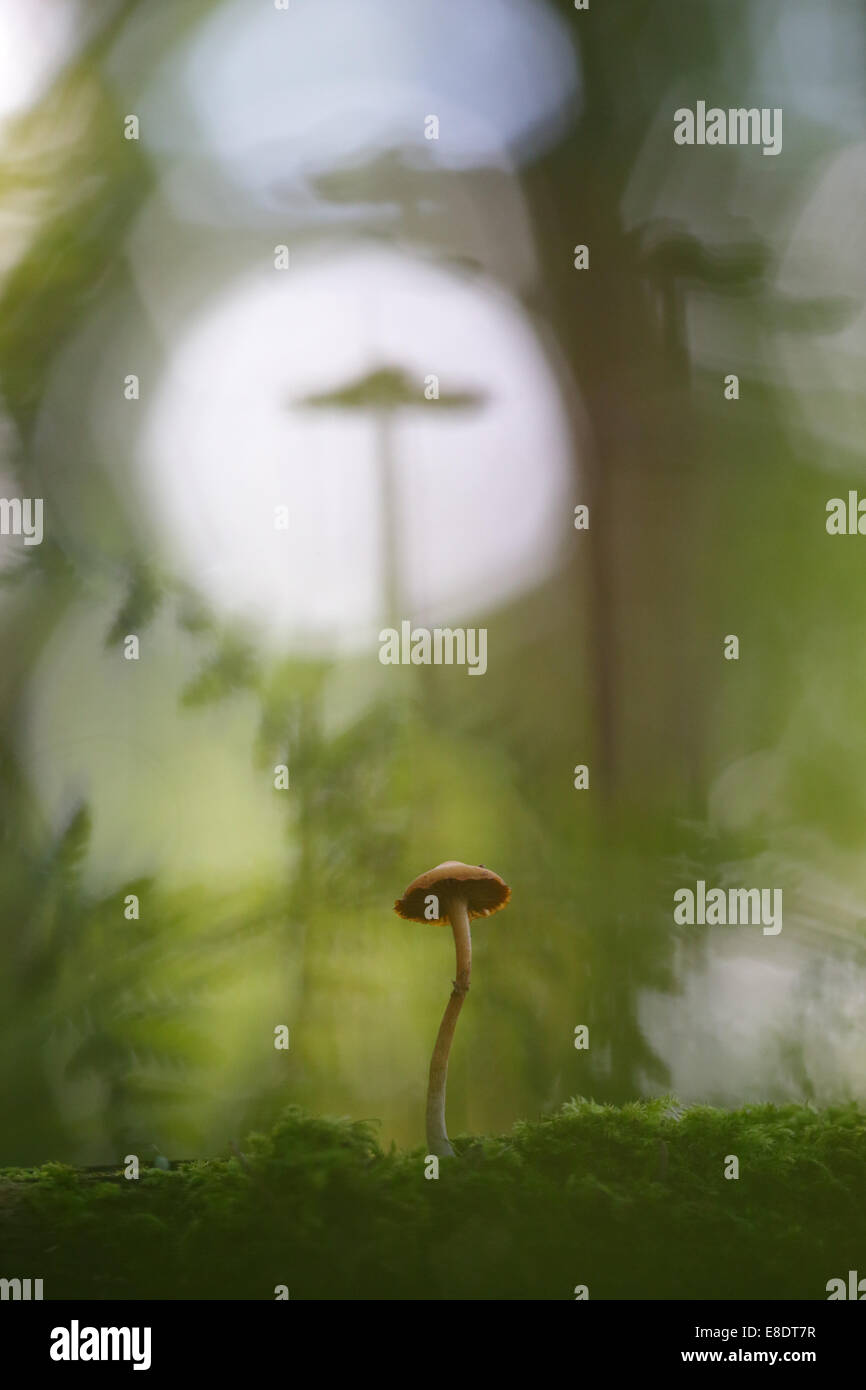 Petit champignon dans la forêt Banque D'Images