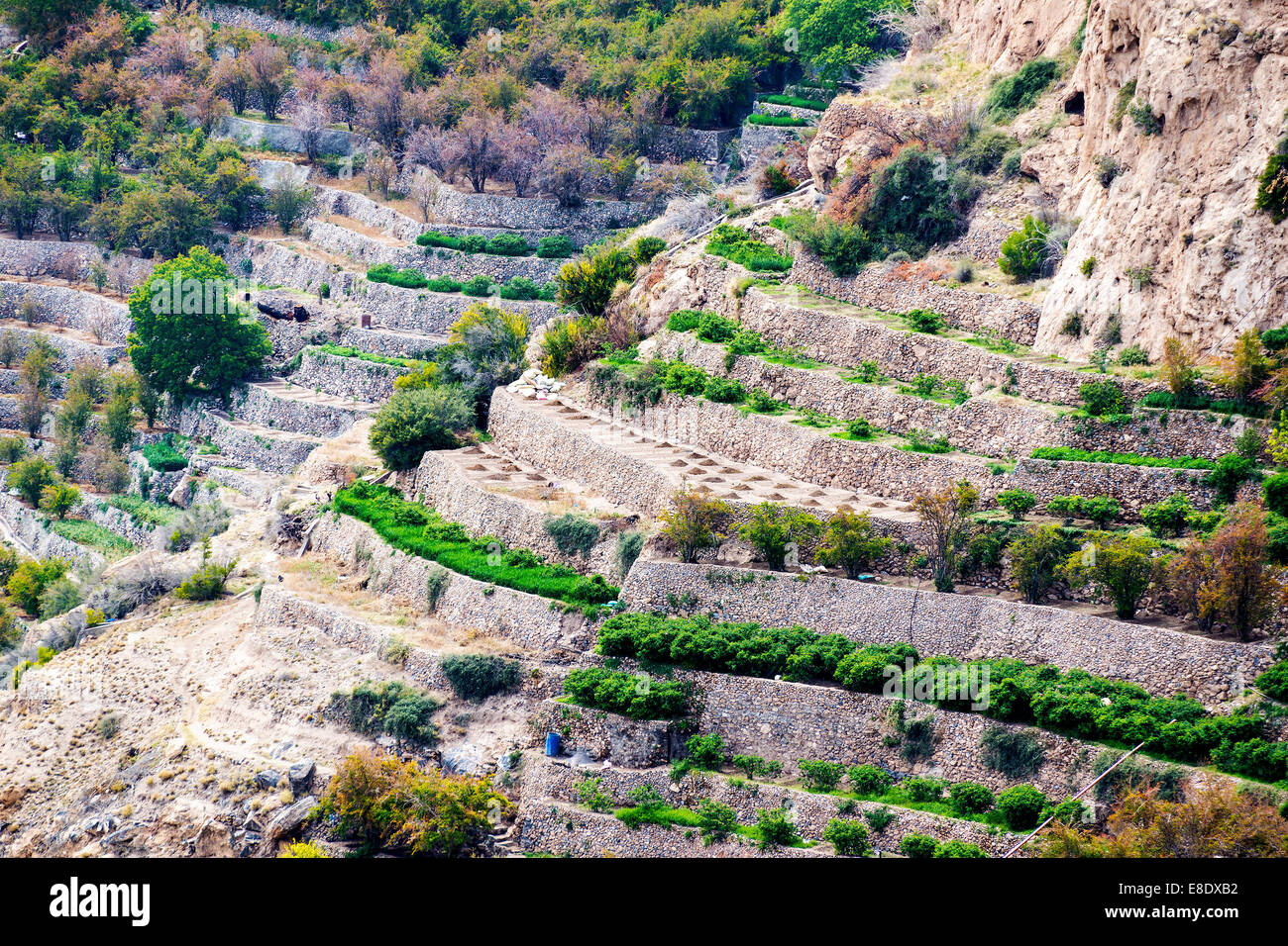 Image de paysage Plateau Saiq et cultures en terrasses en Oman Banque D'Images