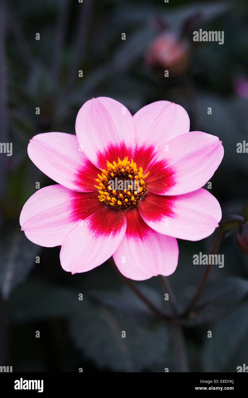 Dahlia 'Happy Single Wink'. Dahlia Collarette rose. Banque D'Images