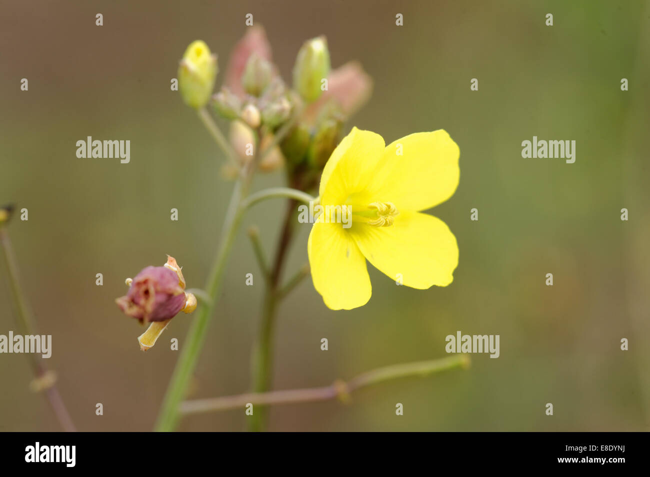 Roquette sauvage (Rucola Selvatica) fleurs et les siliques. Banque D'Images