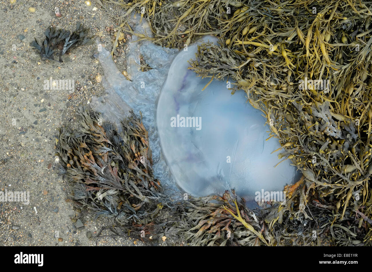 Chez les méduses, algues mortes cancale, Bretagne, France Banque D'Images