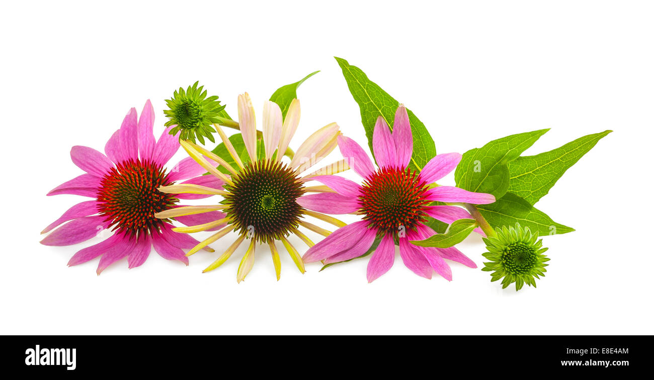 Coneflower avec bud et feuilles isolées sur fond blanc Banque D'Images