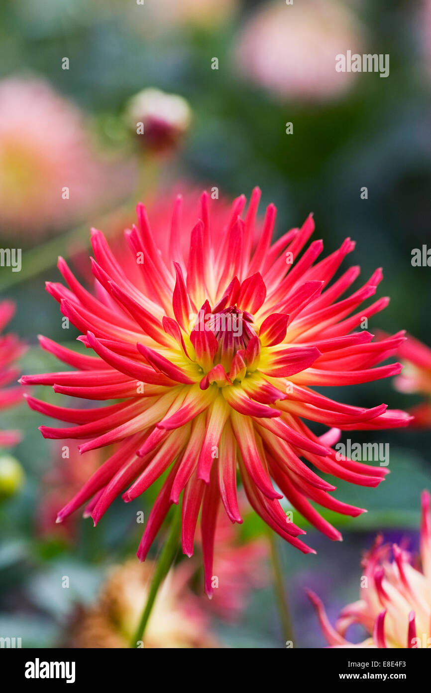 Jaune et Rouge Dahlia. Type Cactus Dahlia. Banque D'Images