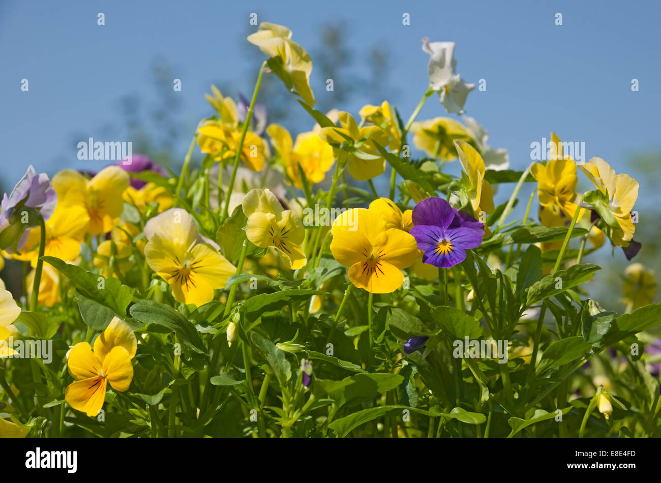 Gros plan des fleurs de violons jaunes fleur de Viola en fleurs Été Angleterre Royaume-Uni Royaume-Uni Grande-Bretagne Banque D'Images