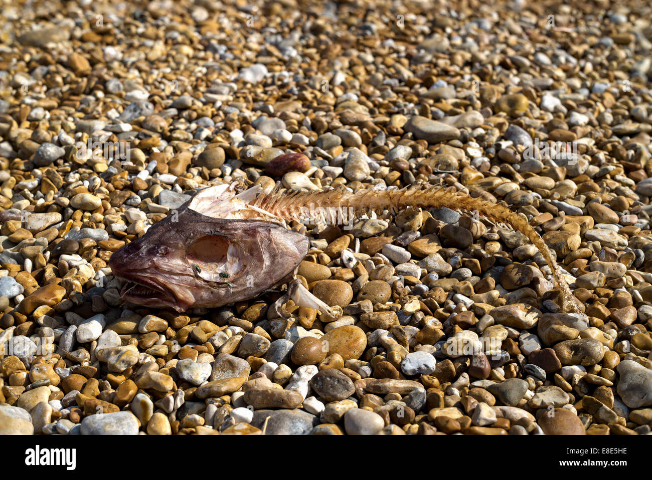 Squelette de poisson sur une plage de galets Banque D'Images