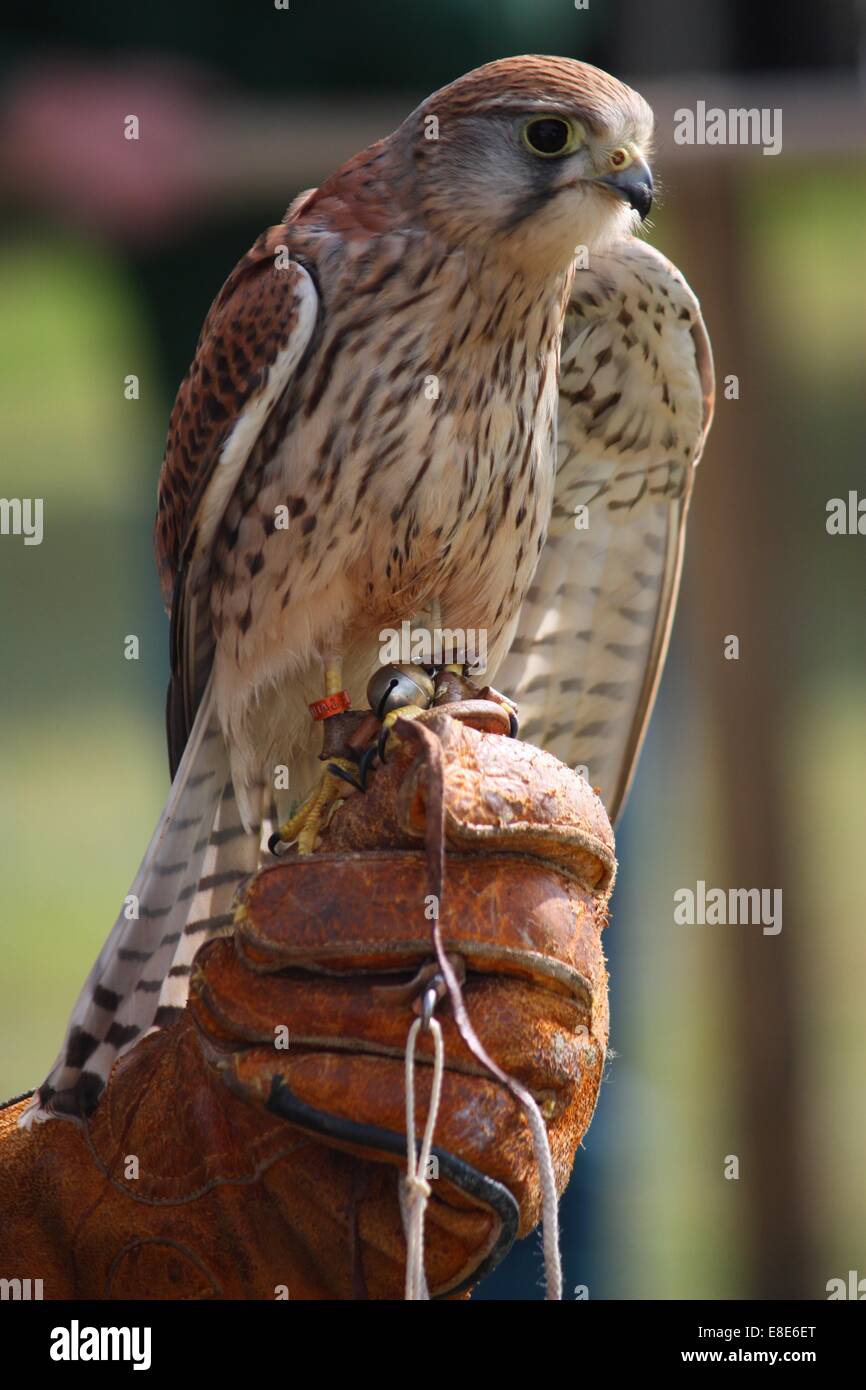 Un beau lieu kestrel Banque D'Images