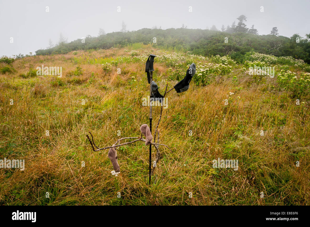 Chaussettes de randonnée de sécher. Après une randonnée dans la région de Bald herbeux sur Roan Mt. sous la pluie dans la nuit, les chaussettes doivent être séchées le jour suivant. Banque D'Images