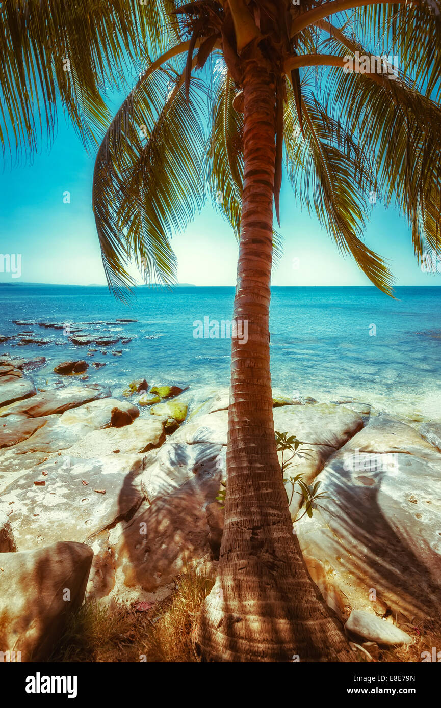 Belle journée ensoleillée à la plage tropicale avec palmiers. Paysage de l'océan dans un style vintage Banque D'Images Belle journée ensoleillée à la plage tropicale avec palmiers. Paysage de l'océan dans un style vintage Banque D'Images
