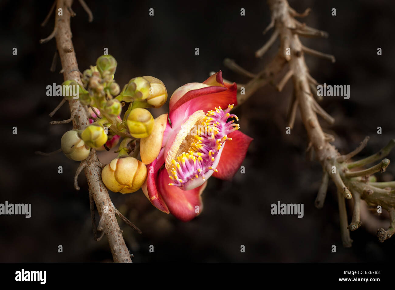 Belle boule de canon tropical tree (Couroupita guianensis) avec une culture des fleurs dans la forêt tropicale. Thaïlande nature backgrou Banque D'Images Belle boule de canon tropical tree (Couroupita guianensis) avec une culture des fleurs dans la forêt tropicale. Thaïlande nature backgrou Banque D'Images
