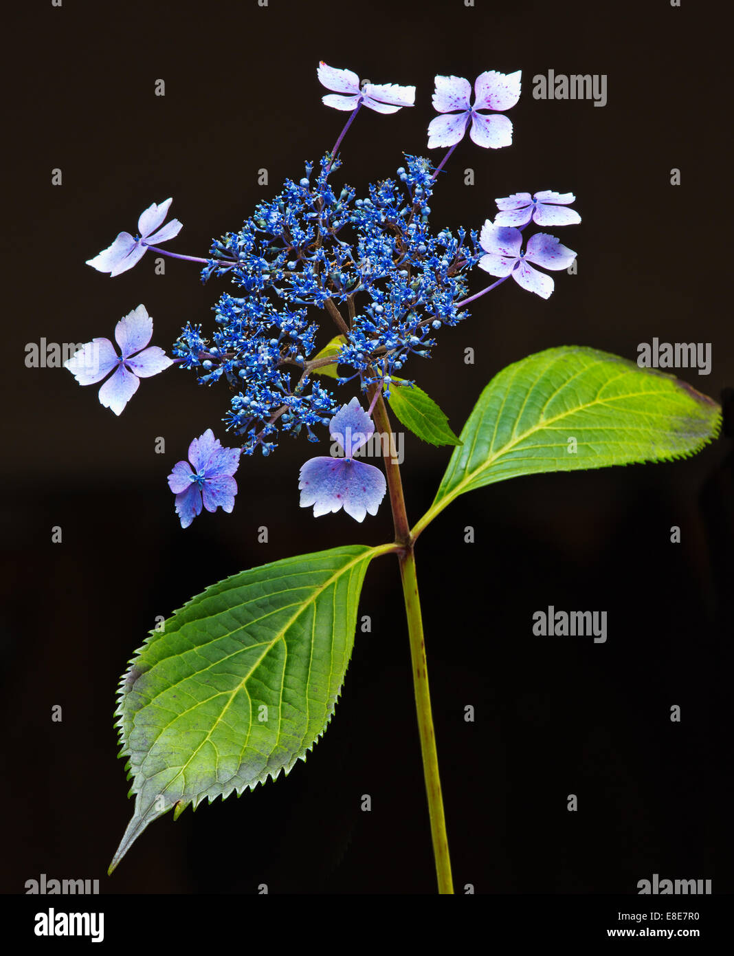 Hortensia Banque D'Images