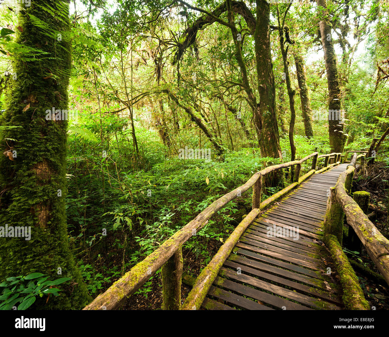 Paysage de jungle. Misty au pont de bois de la forêt tropicale. Arrière-plan de voyage au parc de Doi Inthanon, Thaïlande Banque D'Images Paysage de jungle. Misty au pont de bois de la forêt tropicale. Arrière-plan de voyage au parc de Doi Inthanon, Thaïlande Banque D'Images
