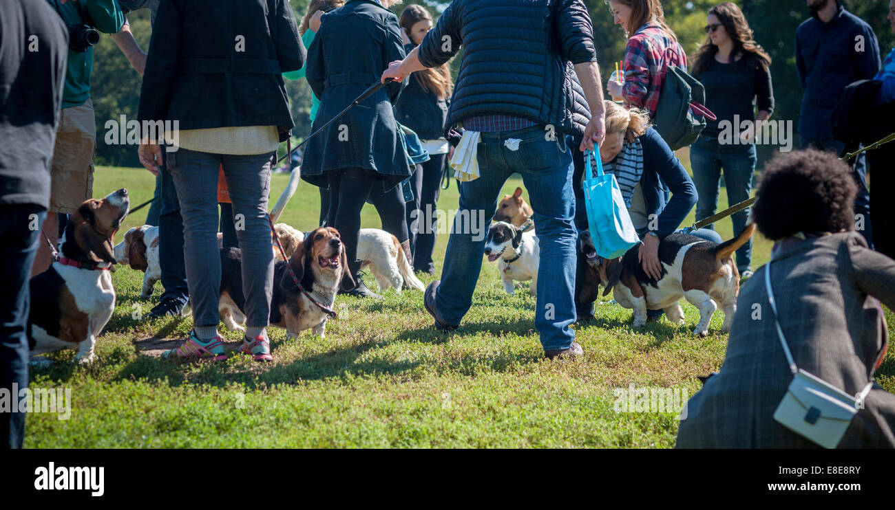 Basset Hounds confèrent à leur propriétaire à Prospect Park à Brooklyn à New York. Banque D'Images