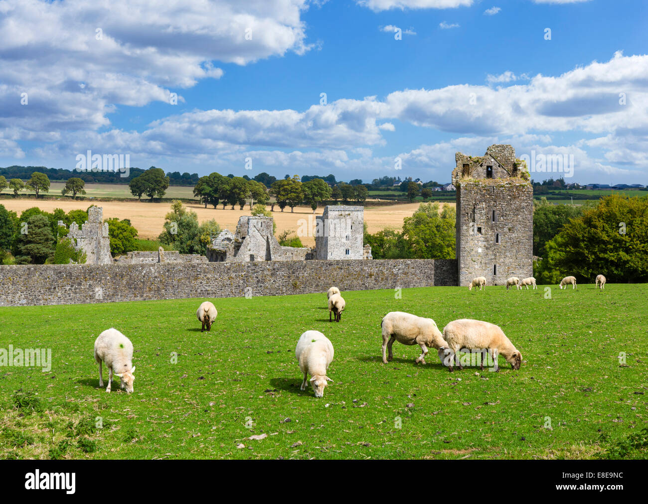 Des moutons paissant devant Kells Priory, comté de Kilkenny, République d'Irlande Banque D'Images