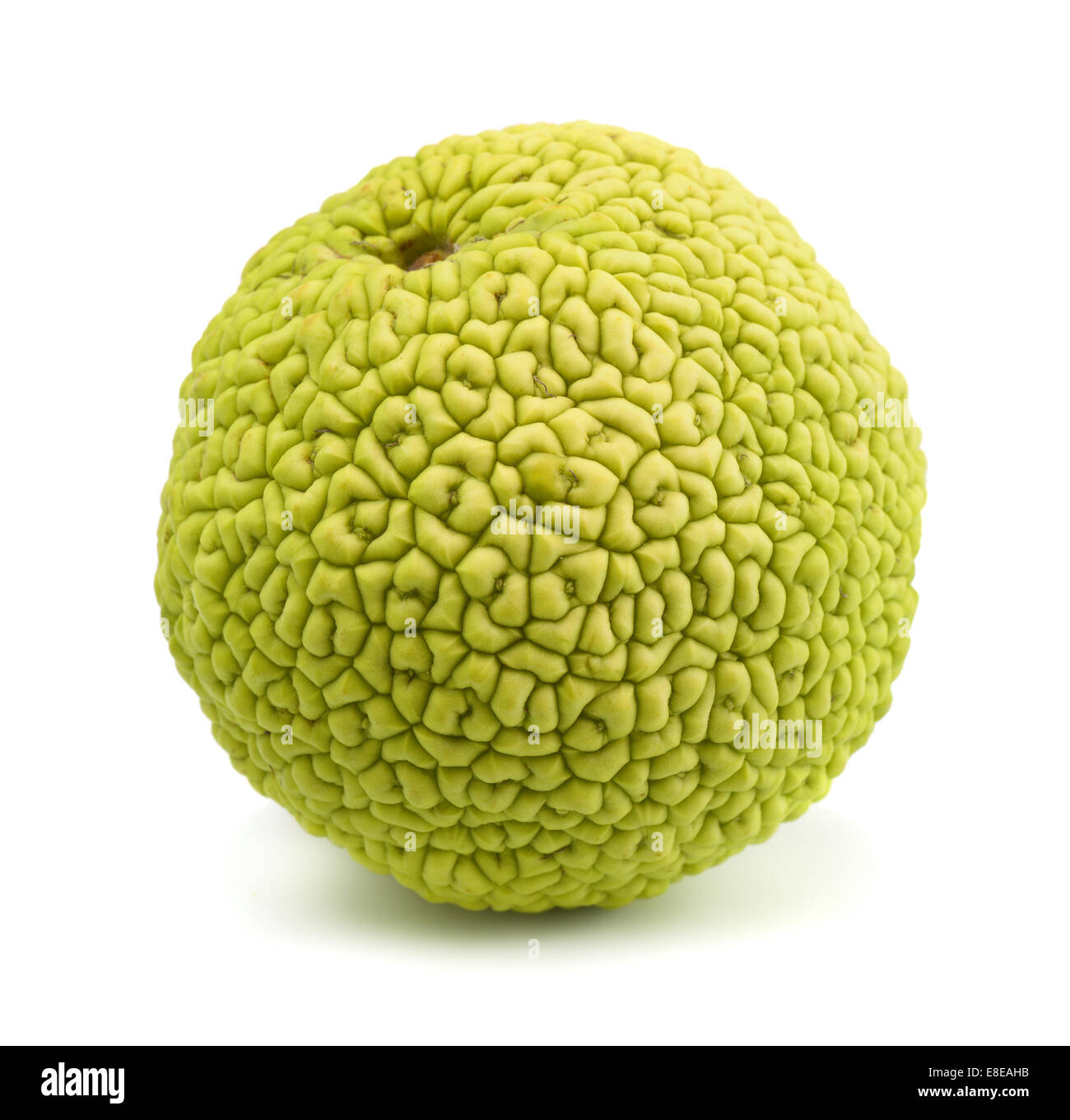 Osage orange (Maclura pomifera) isolated on white Banque D'Images