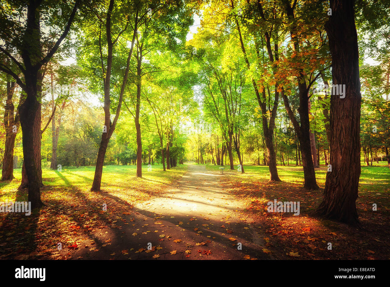 Journée ensoleillée en extérieur parc avec arbres d'automne et de sentiers. Incroyable de couleurs automne nature paysage Banque D'Images