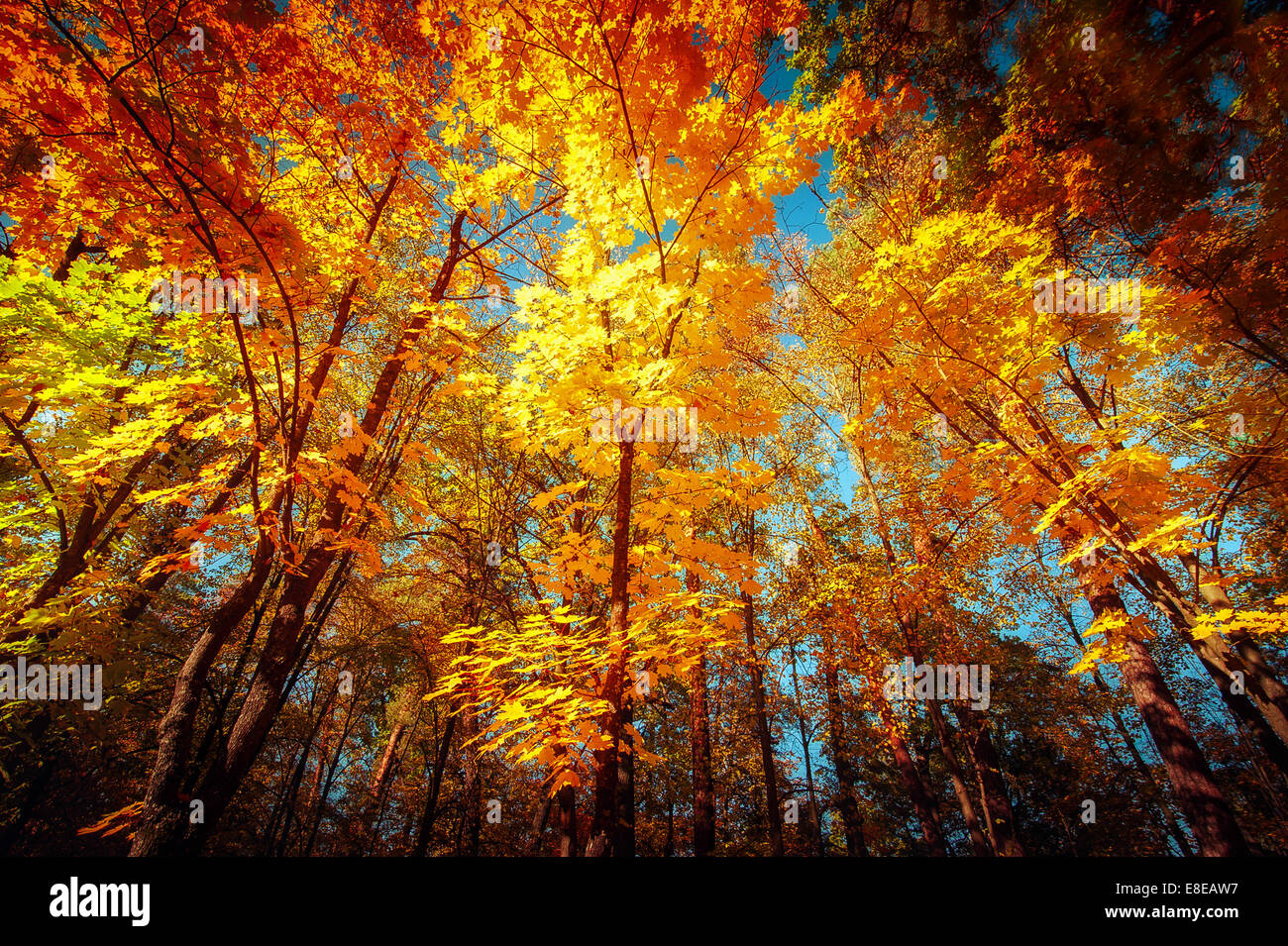 Chemin dans le parc de l'automne. Paysage d'automne. Le parc en automne. Forêt en automne. Les feuilles sèches au premier plan. Banque D'Images