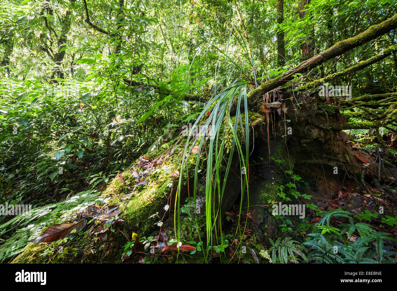 Plantes tropicales sauvages poussant dans la forêt moussue profonde. Parc de Doi Inthanon, la Thaïlande nature background Banque D'Images Plantes tropicales sauvages poussant dans la forêt moussue profonde. Parc de Doi Inthanon, la Thaïlande nature background Banque D'Images