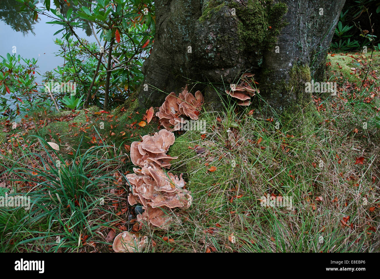 Champignon poussant près de l'eau et arbres Banque D'Images