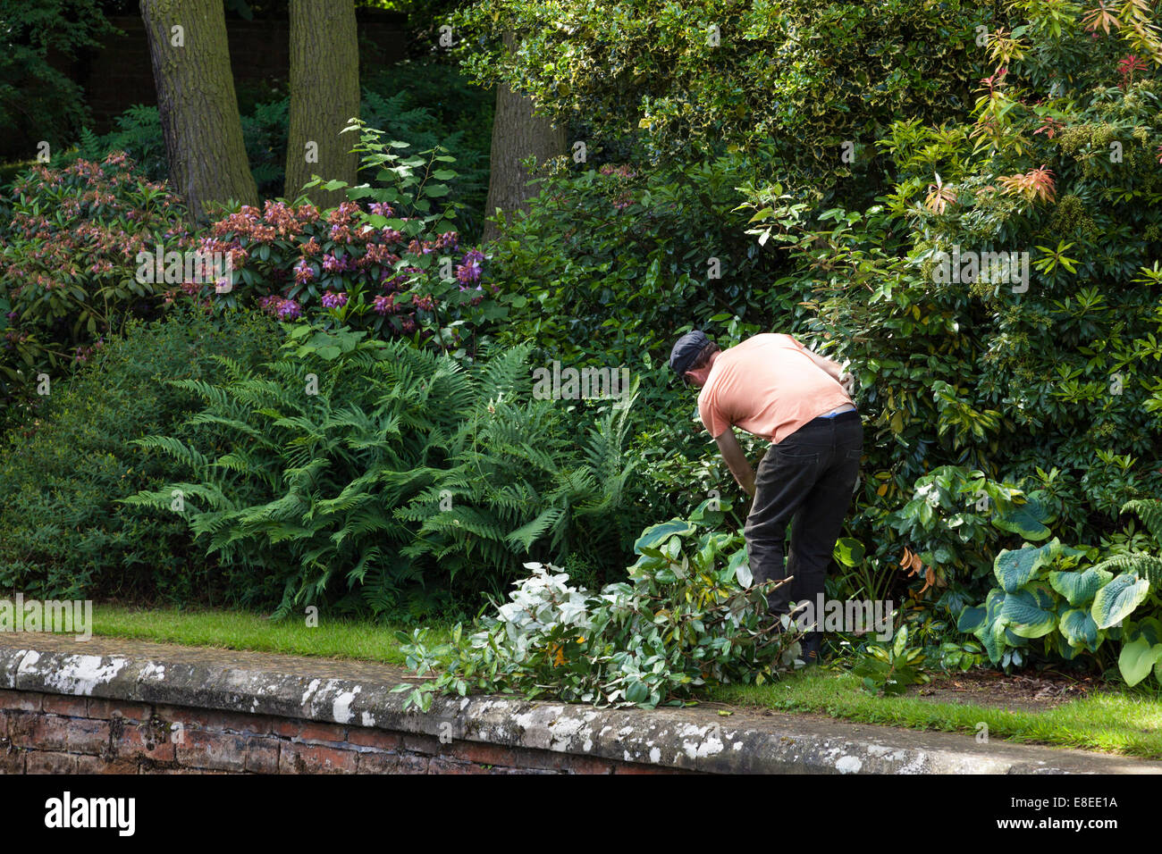 Man gardening. Chauffeur particulier à réduire ou de tailler les plantes et arbustes, England, UK Banque D'Images
