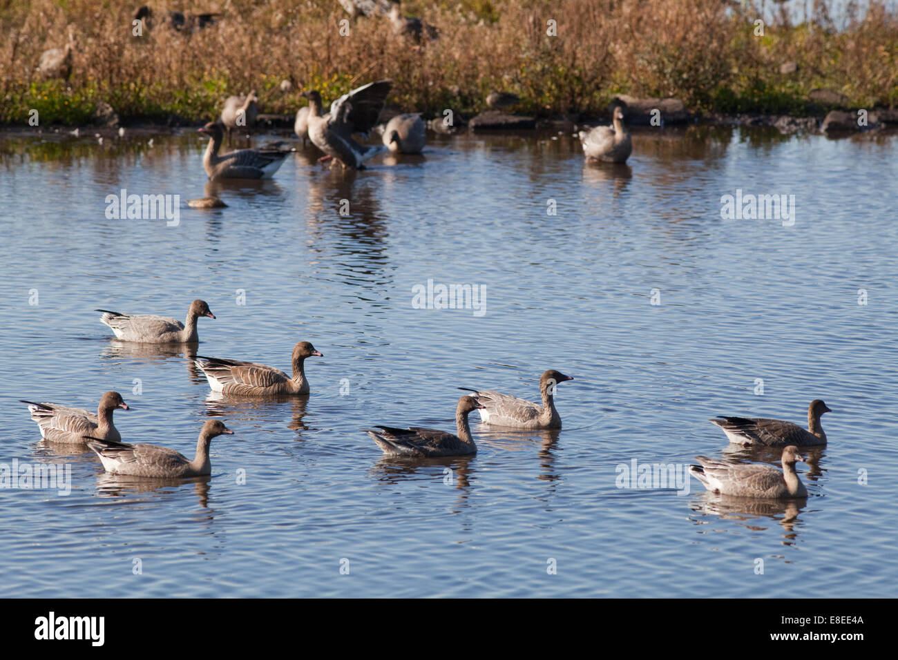 Les Oies à bec court (Anser brachyrhynchus). Martin simple. Octobre 2014. Le cadre d'un automne 'arrivée' de 45 000 oiseaux d'Islande. Banque D'Images