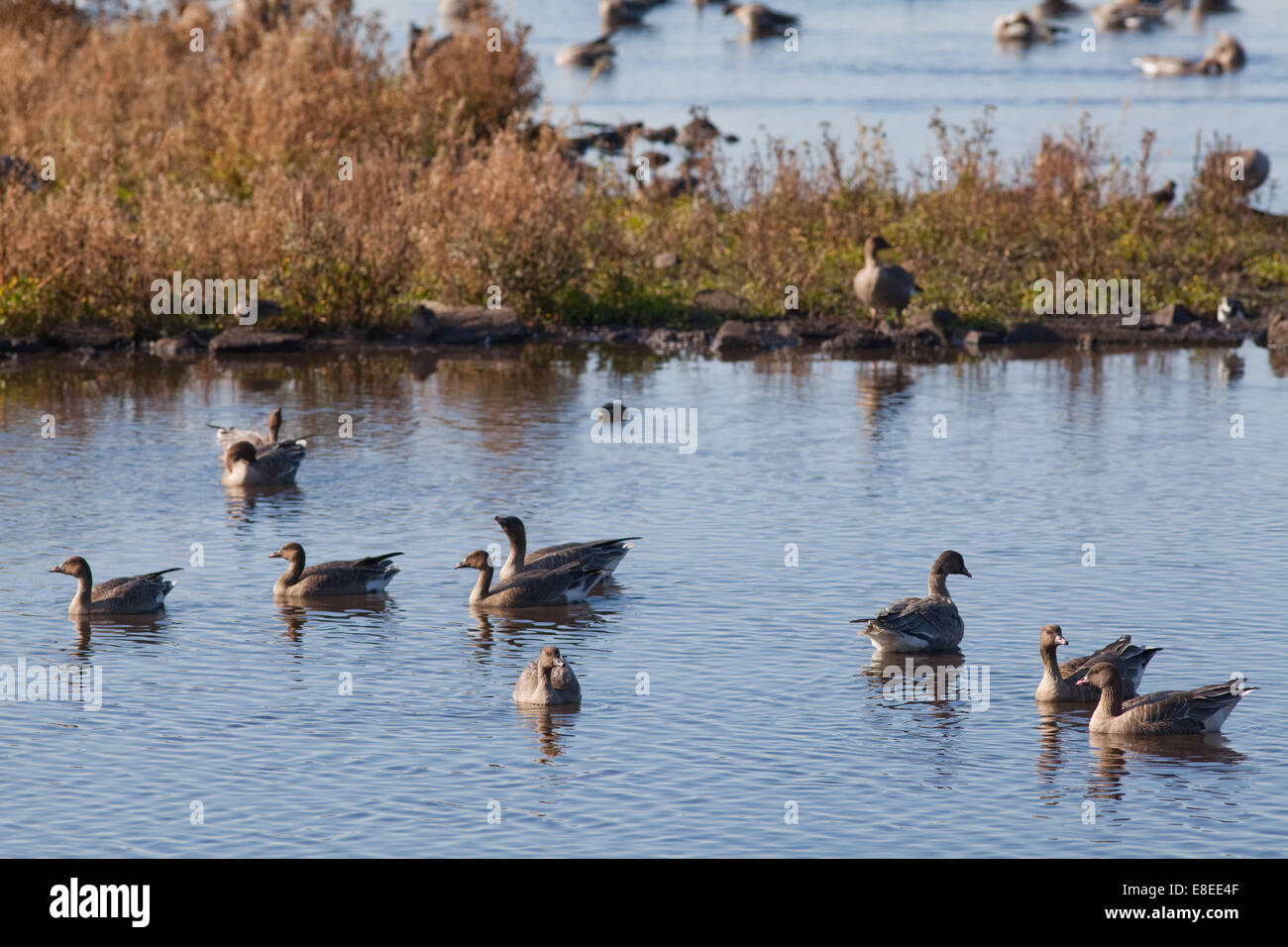 Les Oies à bec court (Anser brachyrhynchus). Martin simple. Octobre 2014. Le cadre d'un automne 'arrivée' de 45 000 oiseaux d'Islande. Banque D'Images