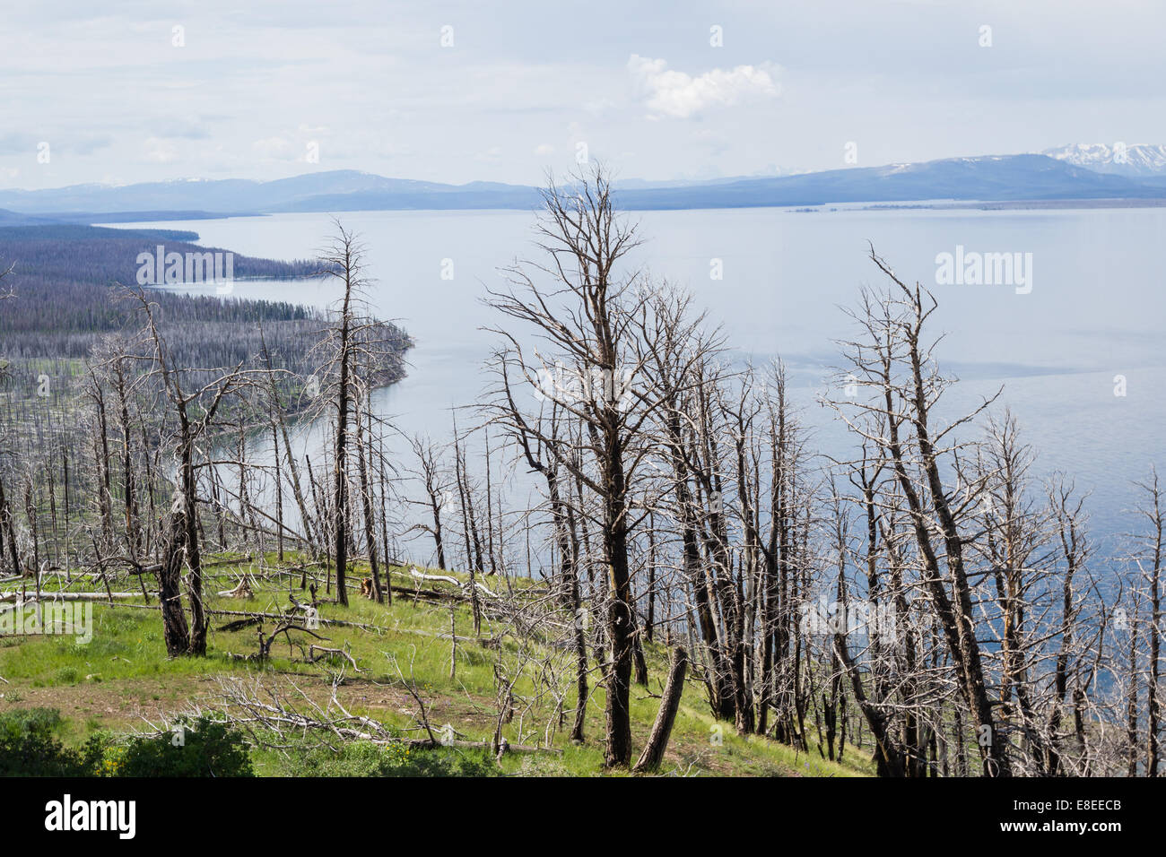 Des centaines d'arbres morts dans le parc national de Yellowstone, des années après un incendie détruit tout sur son passage Banque D'Images