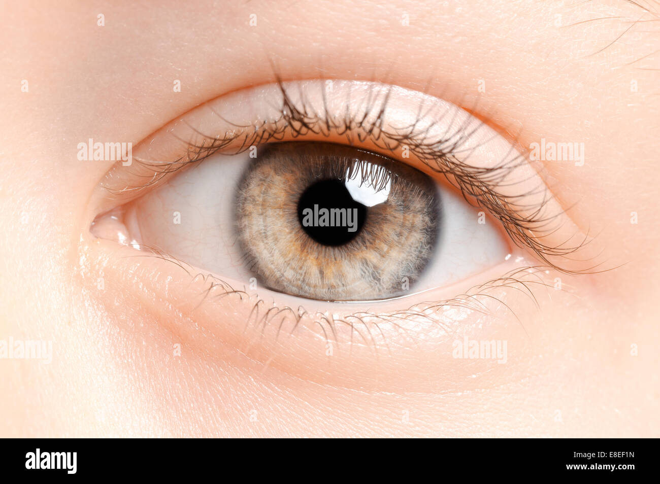 Belle brown eye macro, macro shot Banque D'Images
