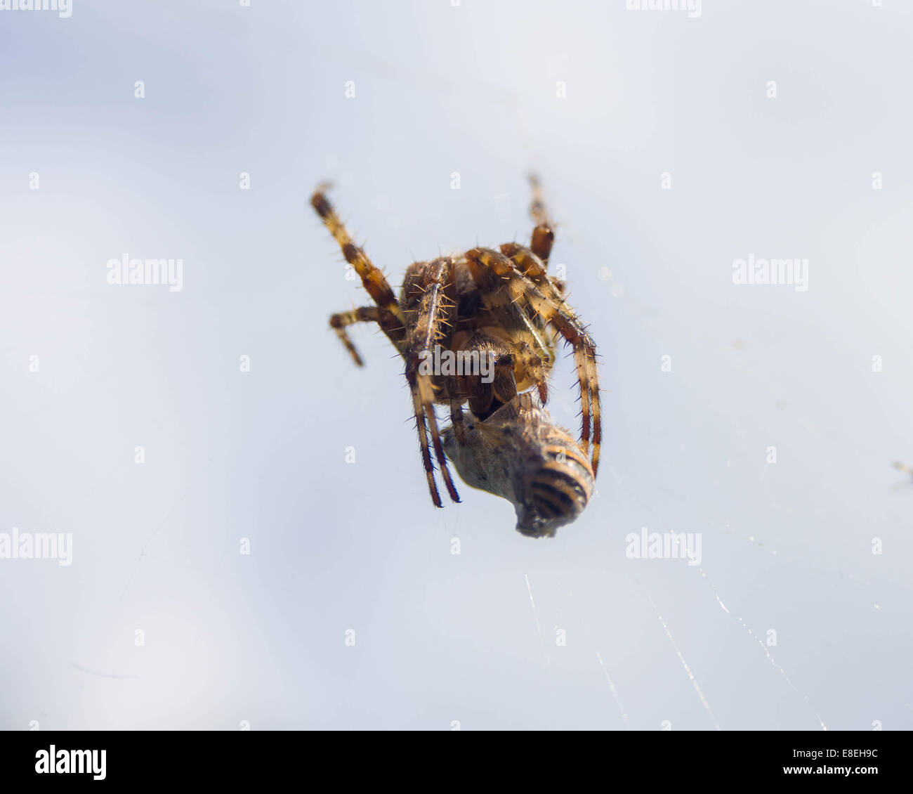 Un jardin commun spider wraps une abeille dans c'est la soie pour manger plus tard Banque D'Images