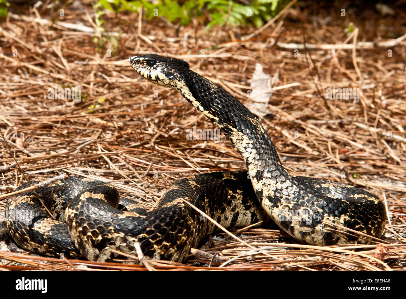 Eastern Hognose Snake Banque De Photographies Et D Images A Haute Resolution Alamy