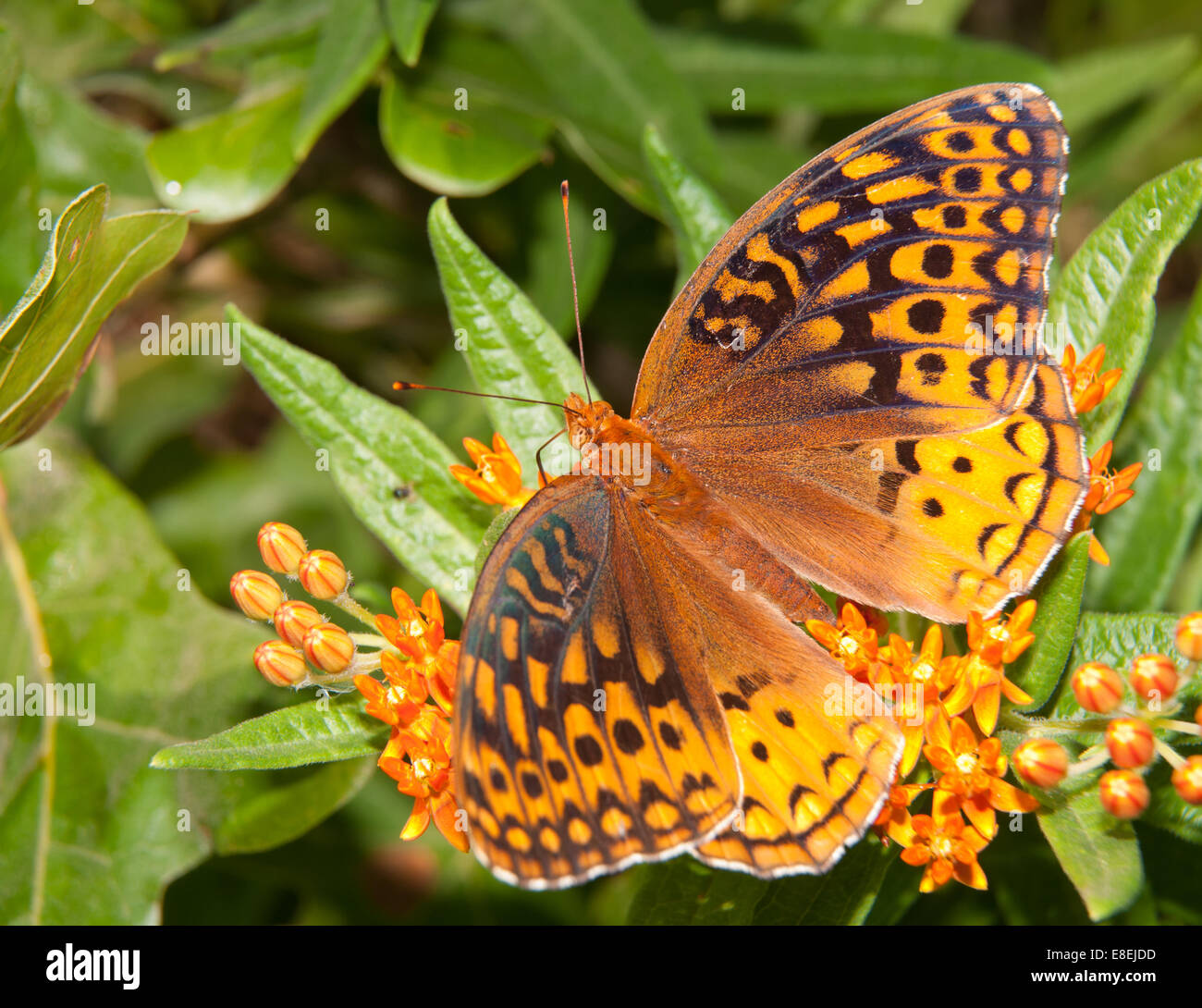 Grand étoilé Fritillary se nourrissant d'Asclepias tuberosa cluster fleur orange Banque D'Images