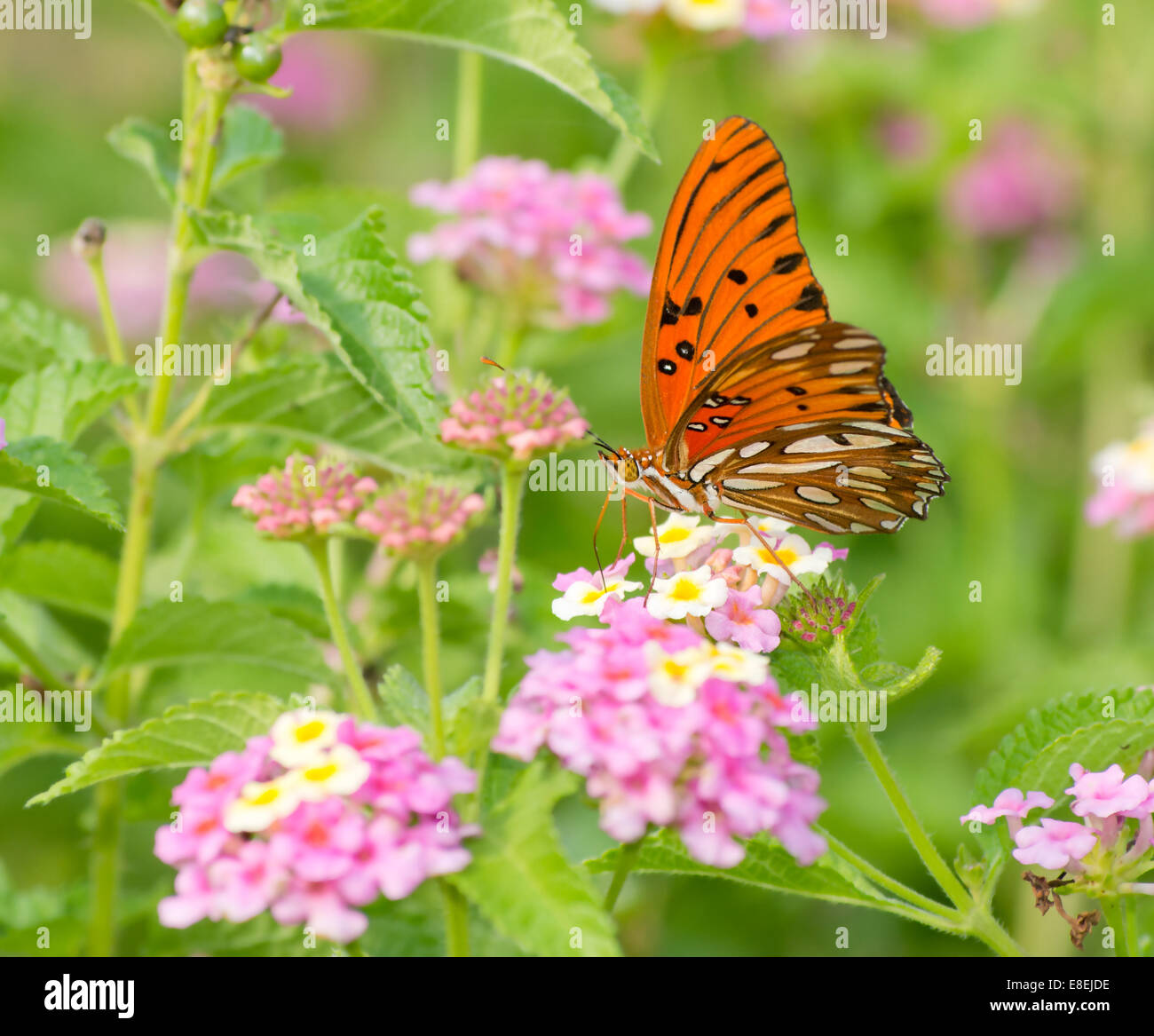 Gulf Fritillary butterfly se nourrissant de fleurs Lantana coloful en jardin d'été Banque D'Images