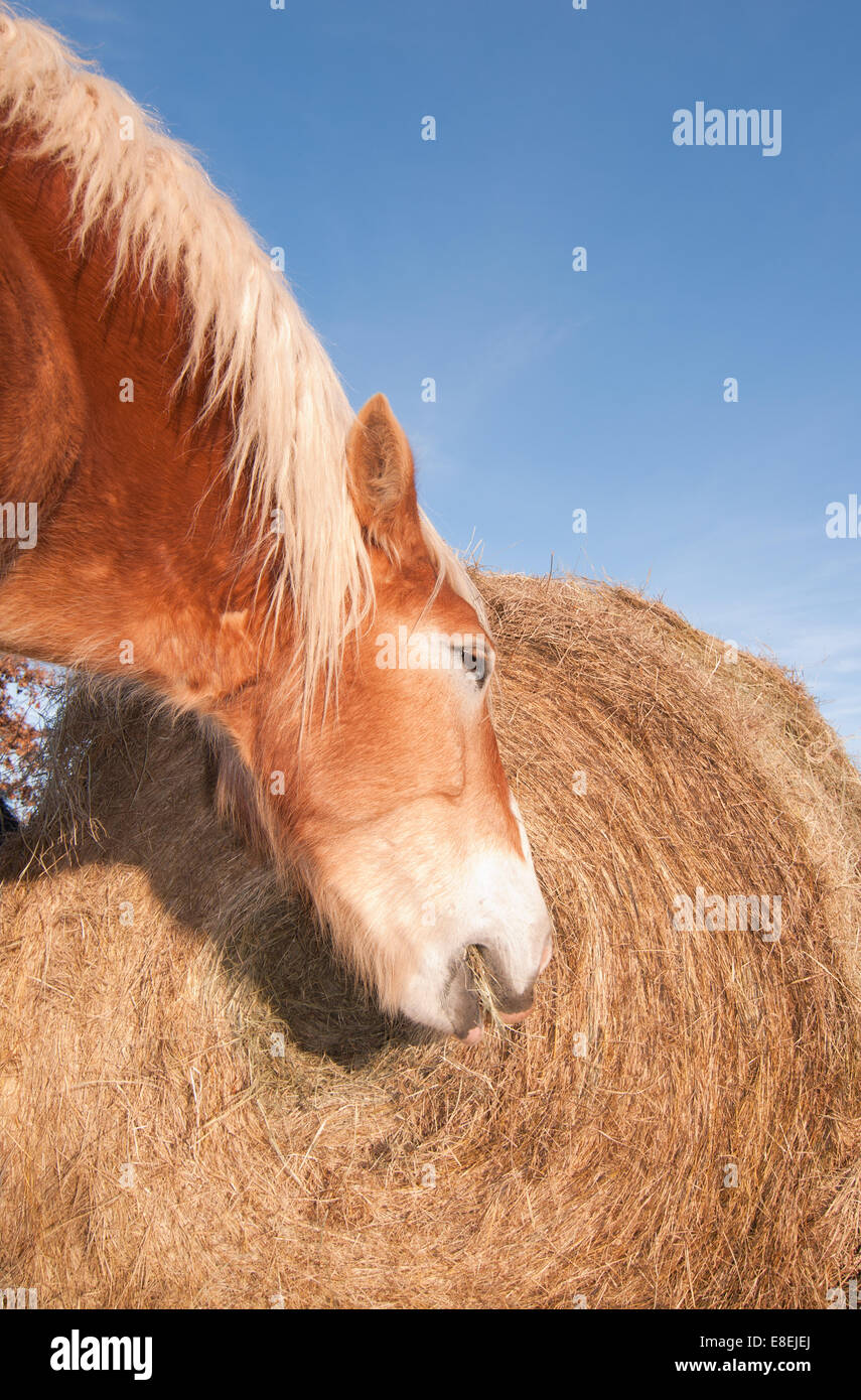 Cheval de Trait Belge de manger le foin balles rondes à pied un grand en hiver Banque D'Images