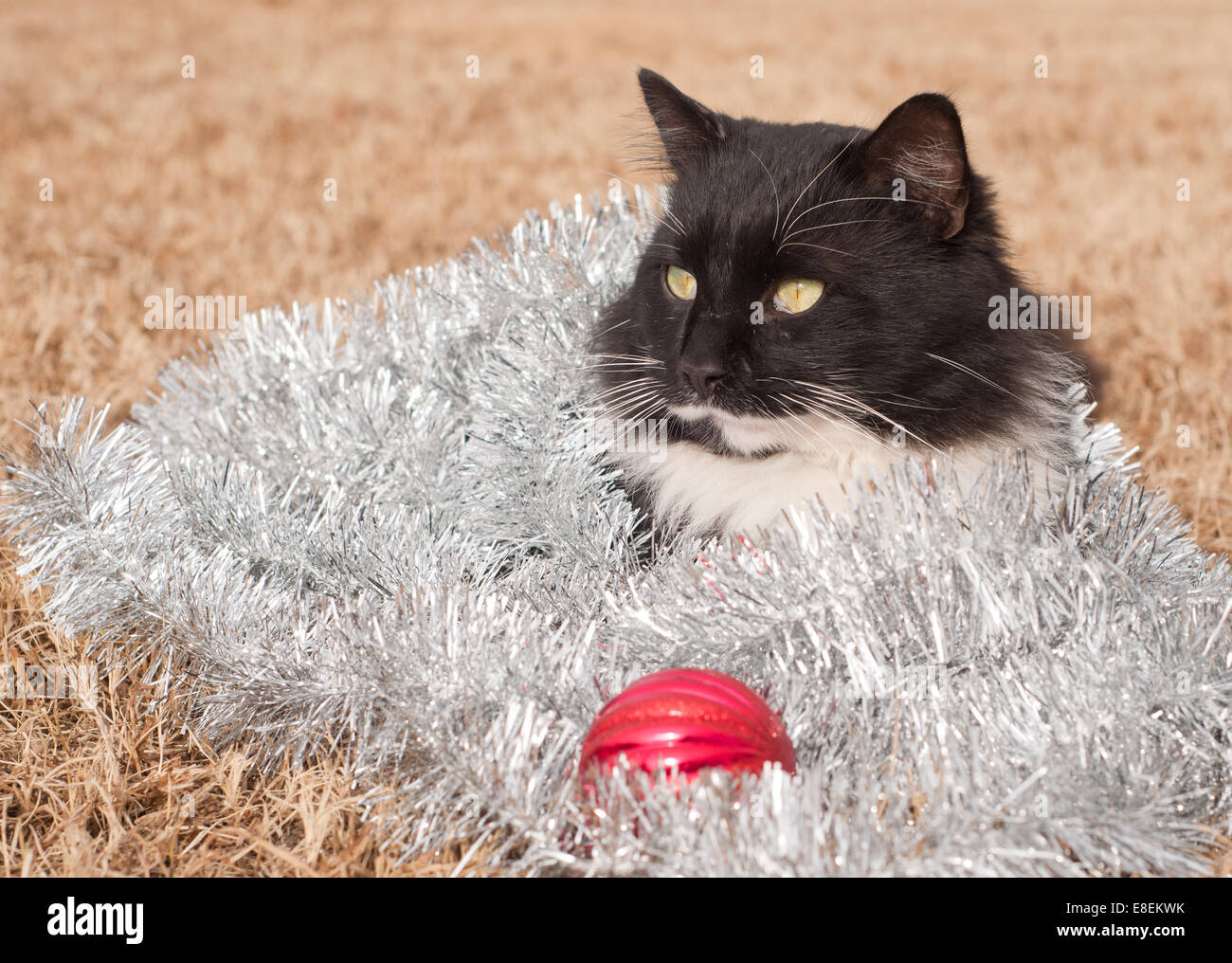 Beau chat noir et blanc recouvert de guirlandes d'argent - a Christmas kitty Banque D'Images