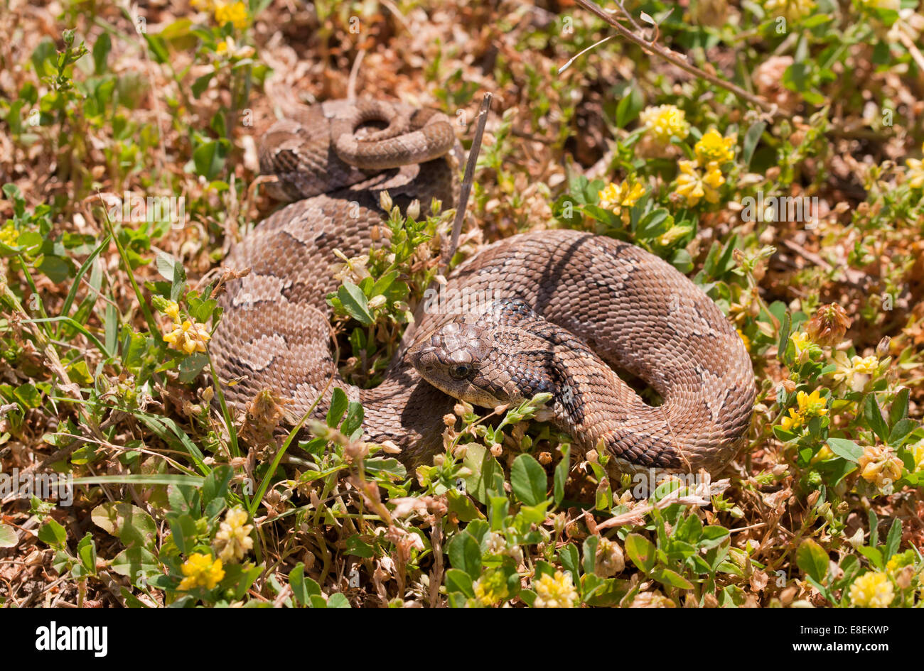 Serpent à groin de l'Ouest, partiellement enroulé, ressemblant à un serpent à sonnette, camouflé dans l'herbe Banque D'Images