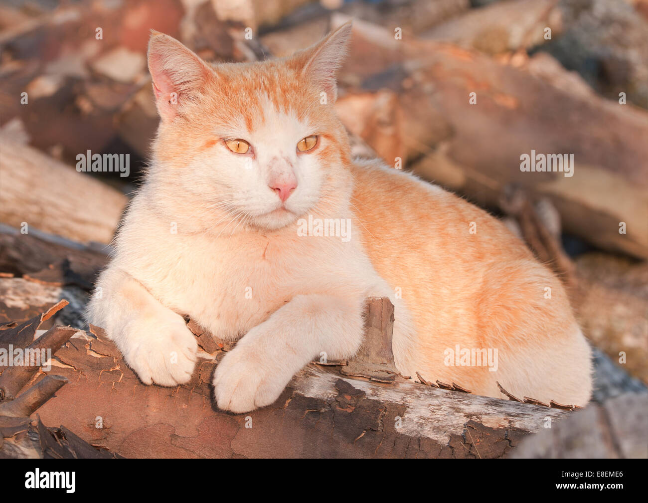 Tomcat orange et blanc au sommet d'une pile de bois à la fin de soleil du soir Banque D'Images