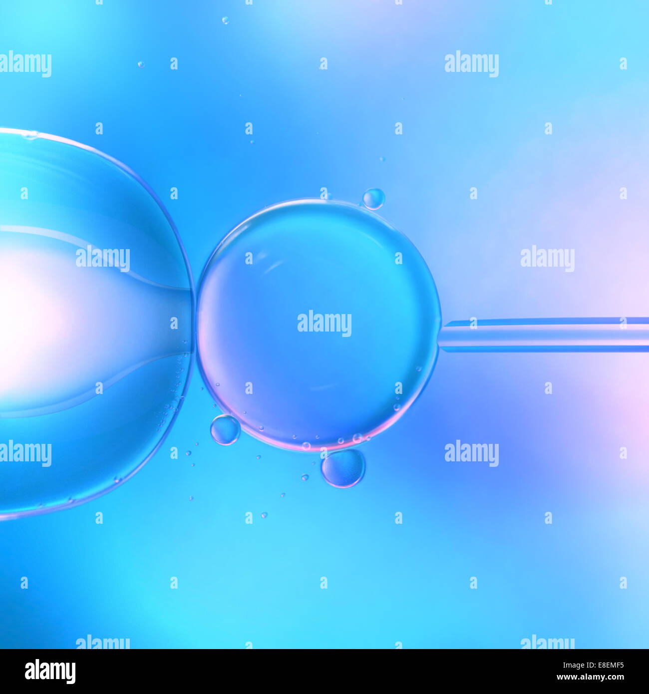 Concept de l'image de la fécondation in vitro assistée par microscope. Banque D'Images