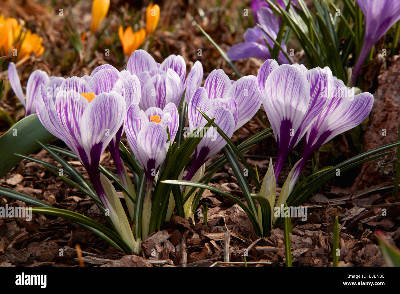 Grand-floraison de Crocus Pickwick Néerlandais Banque D'Images