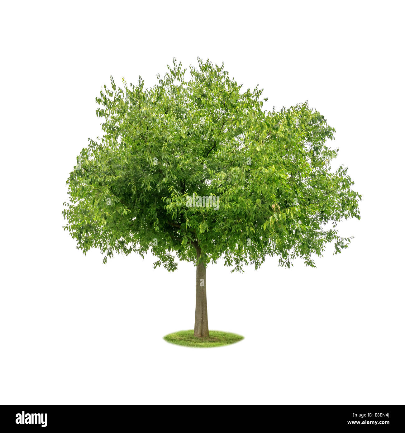 Green Tree isolated on white Banque D'Images