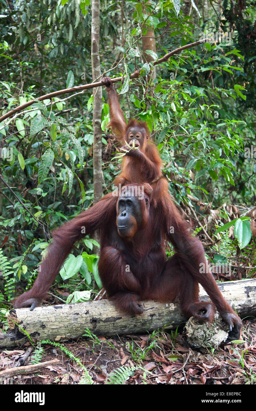 Bornean orangutan sauvage de deux ans (Pongo pygmaeus) assis sur la tête de la mère et cueillant des feuilles dans la forêt tropicale Banque D'Images