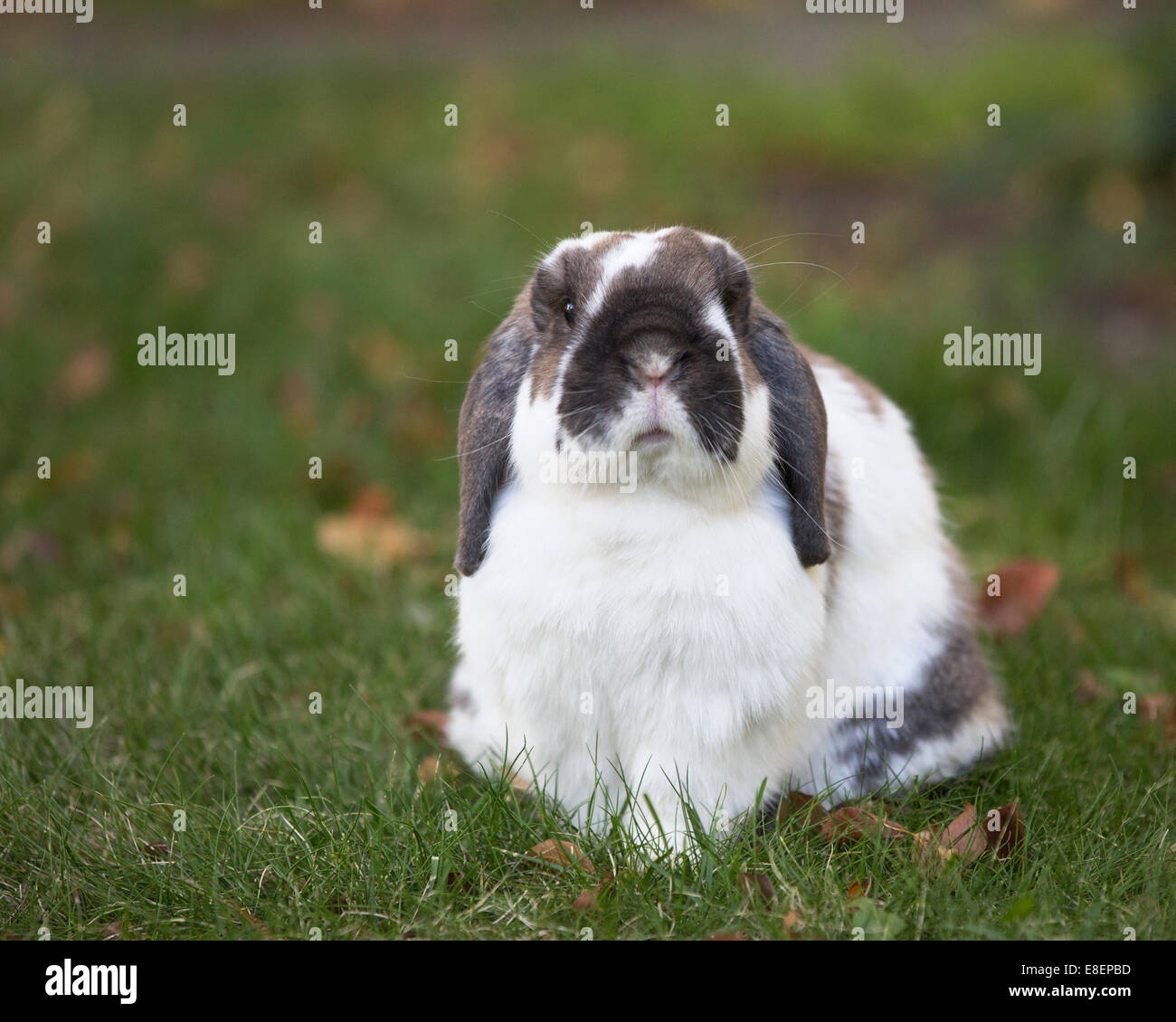 Un lapin nain de Hollande de neuf ans en plein air sur de l'herbe verte. Banque D'Images